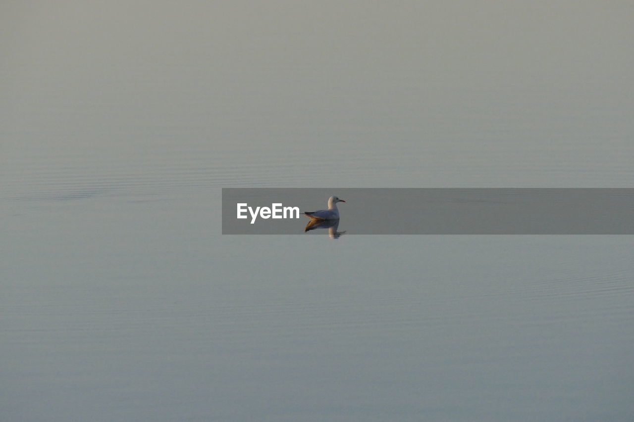 BIRD FLYING OVER THE LAKE