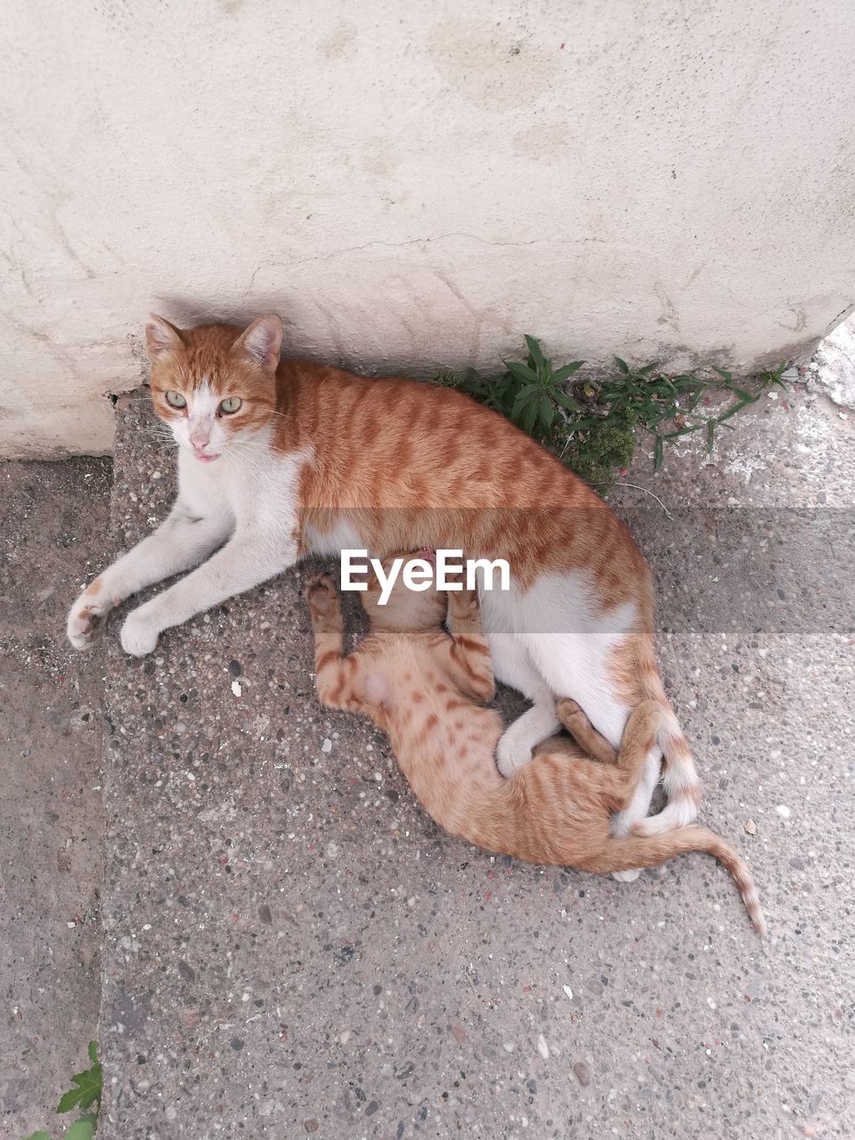 High angle view of cat resting on footpath