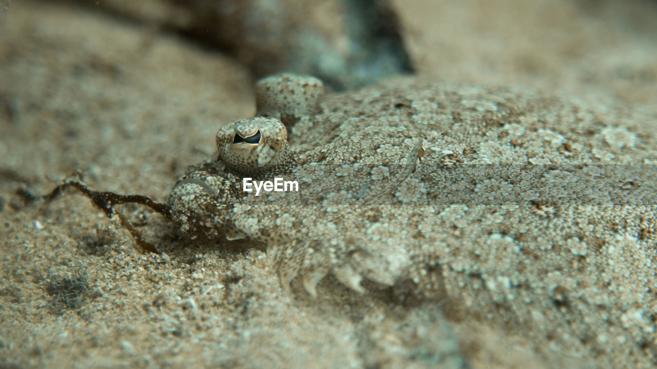 Close-up of flounder on sand in mediterranean sea