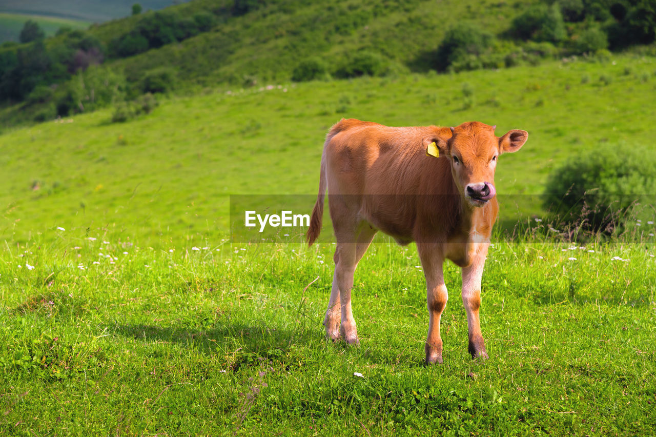 pasture, mammal, animal, animal themes, domestic animals, meadow, grassland, grass, grazing, plant, livestock, pet, natural environment, rural area, field, land, cattle, nature, green, landscape, farm, cow, agriculture, one animal, environment, prairie, plain, no people, rural scene, domestic cattle, dairy cow, standing, portrait, outdoors, brown, looking at camera, wildlife, animal wildlife, full length, mountain, day, young animal, beauty in nature, sunlight, herbivorous, food