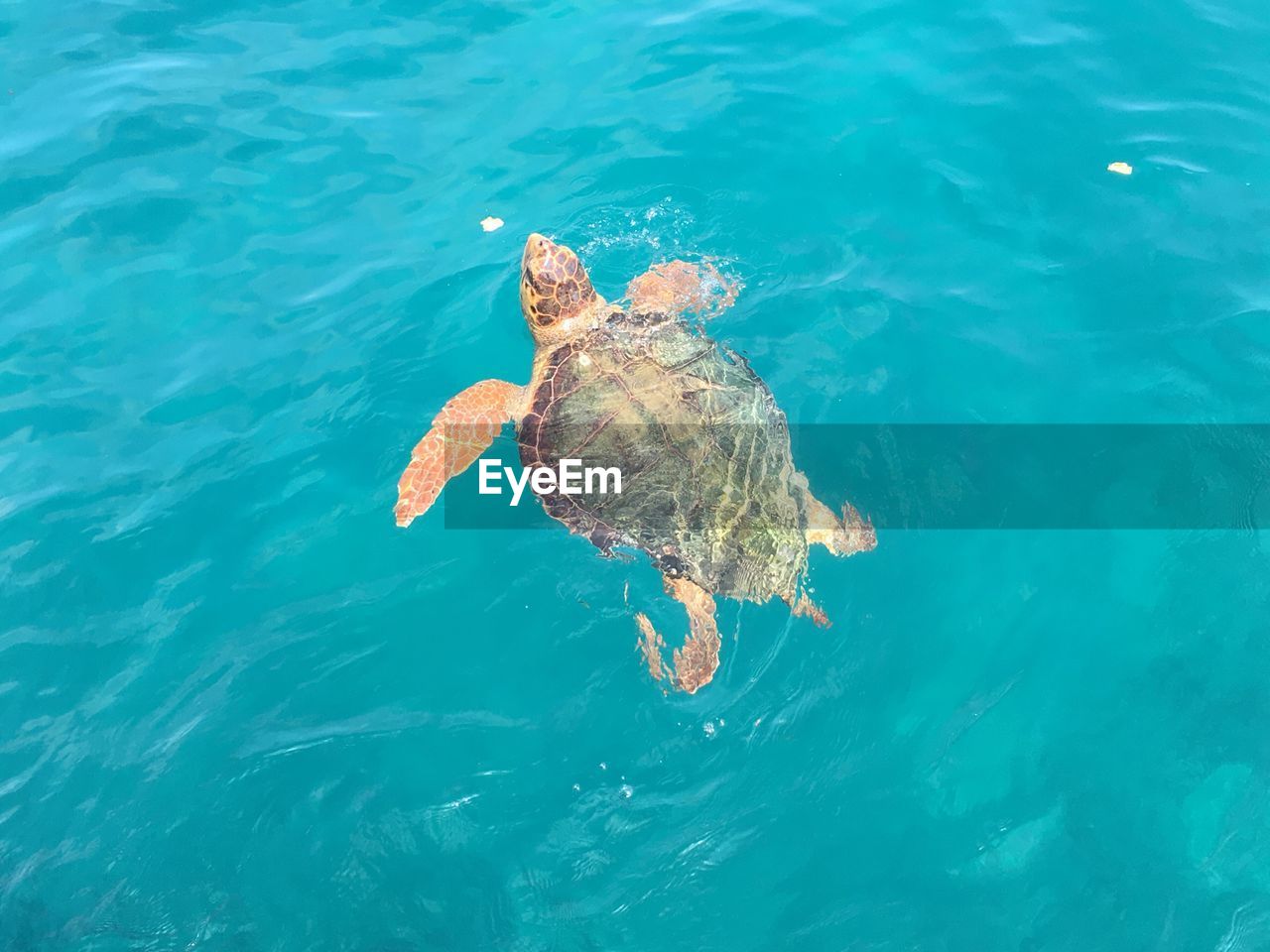 High angle view of turtle swimming in sea