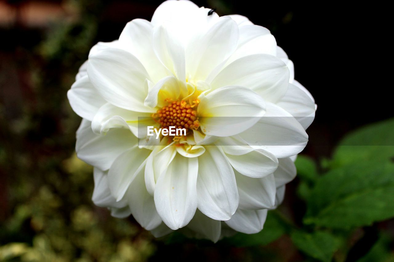 CLOSE-UP OF WHITE FLOWERS BLOOMING OUTDOORS