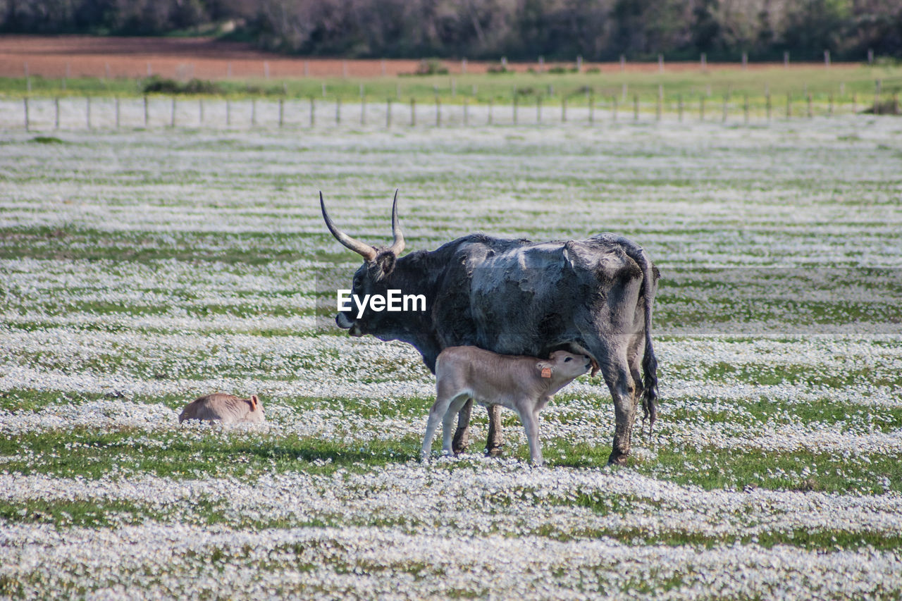 Buffalo on field