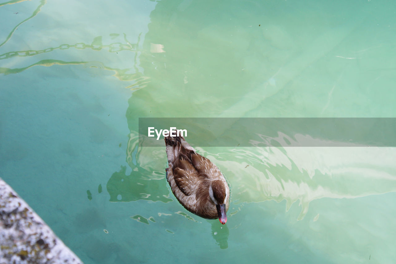 HIGH ANGLE VIEW OF BIRD SWIMMING ON LAKE