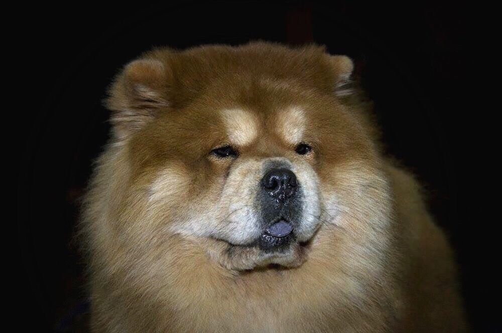 CLOSE-UP PORTRAIT OF DOG