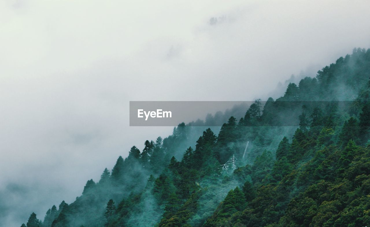 Low angle view of fog in forest against sky