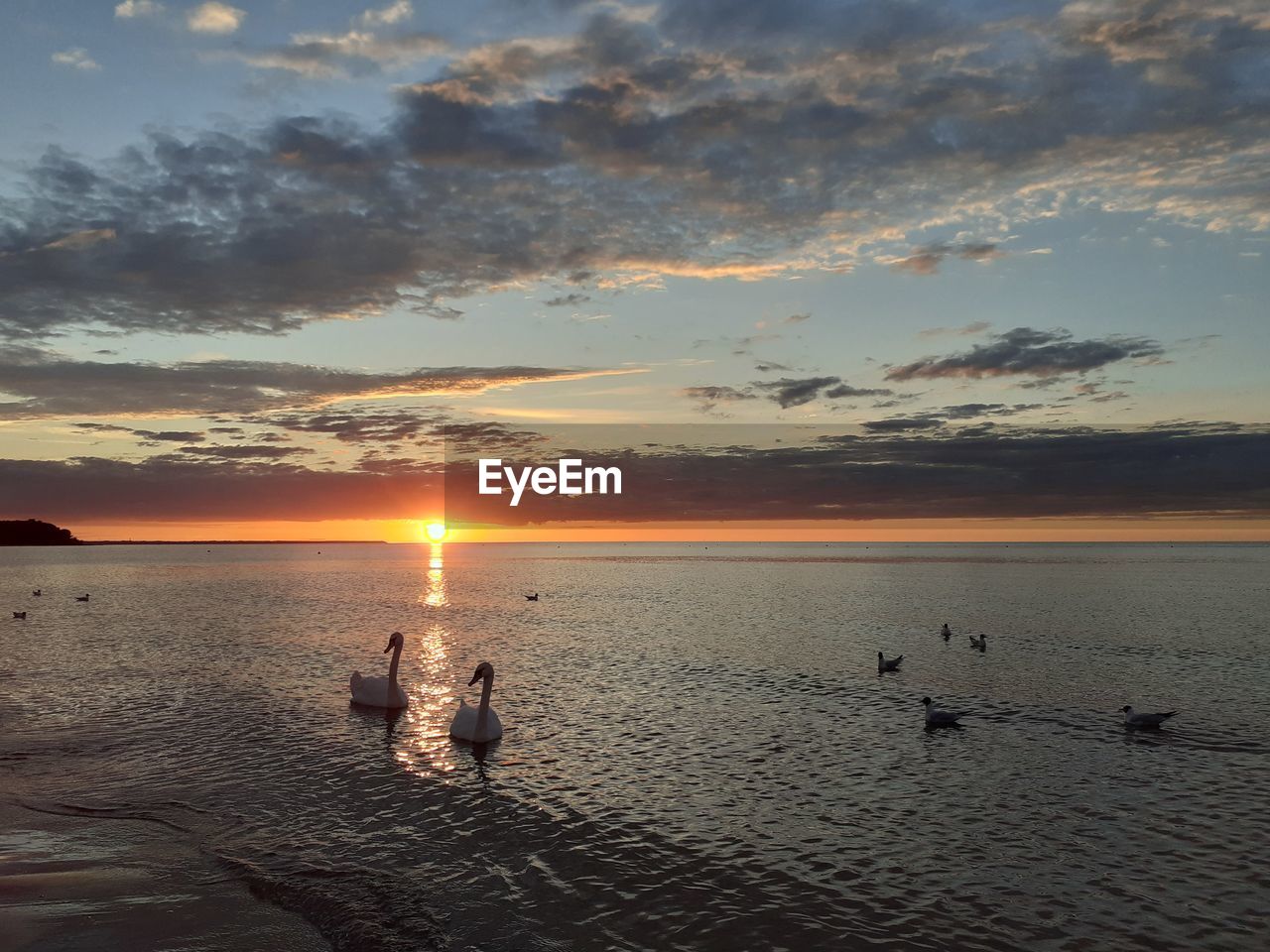 Swans swimming in the sea against sky during sunset