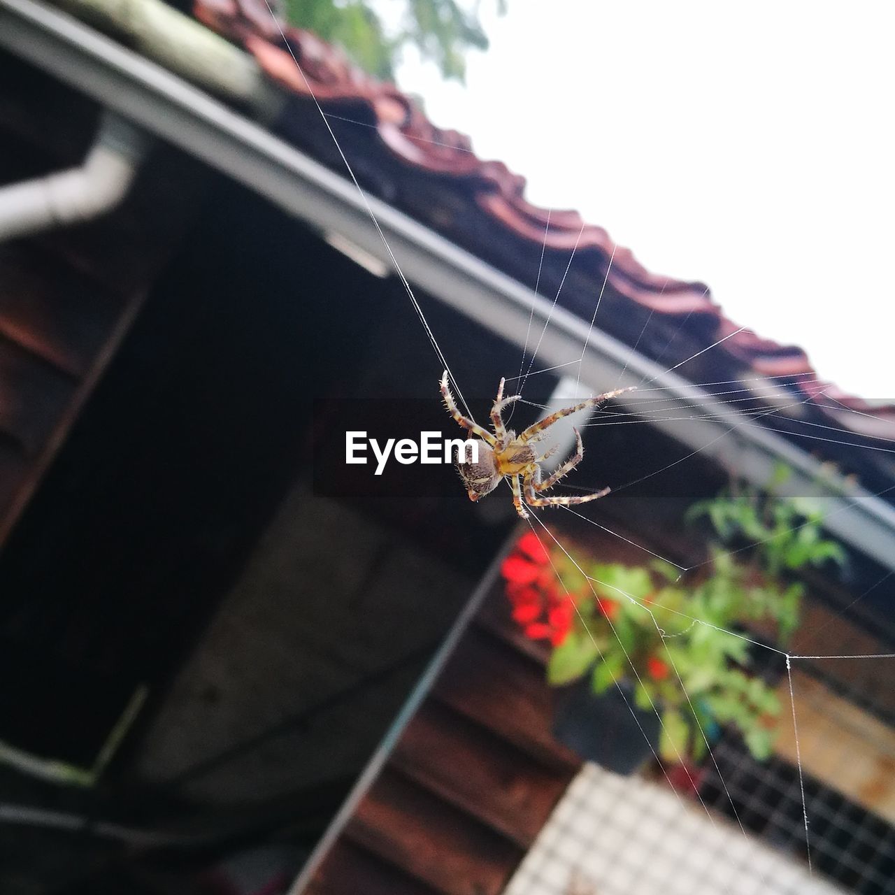 CLOSE-UP OF SPIDER AND WEB