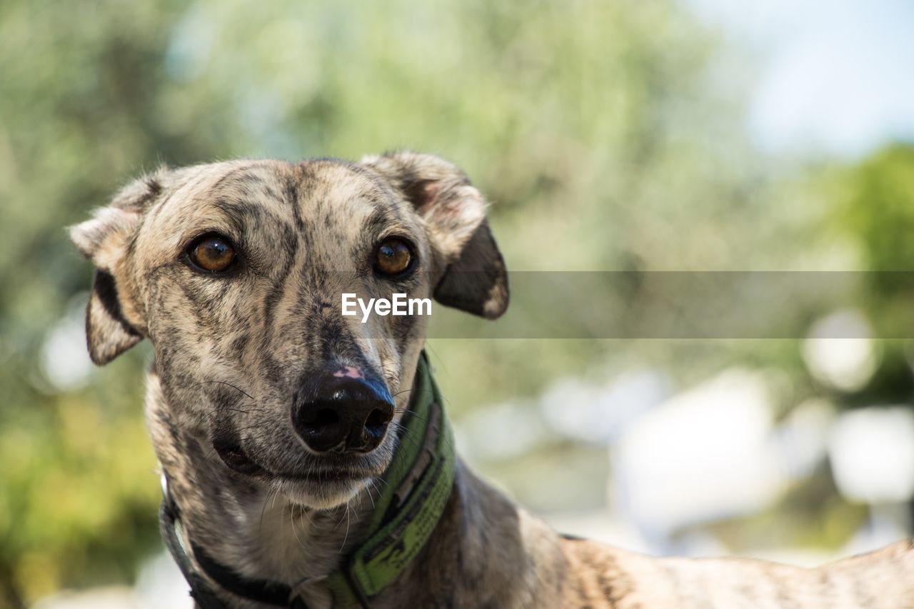 Close-up of dog looking away 