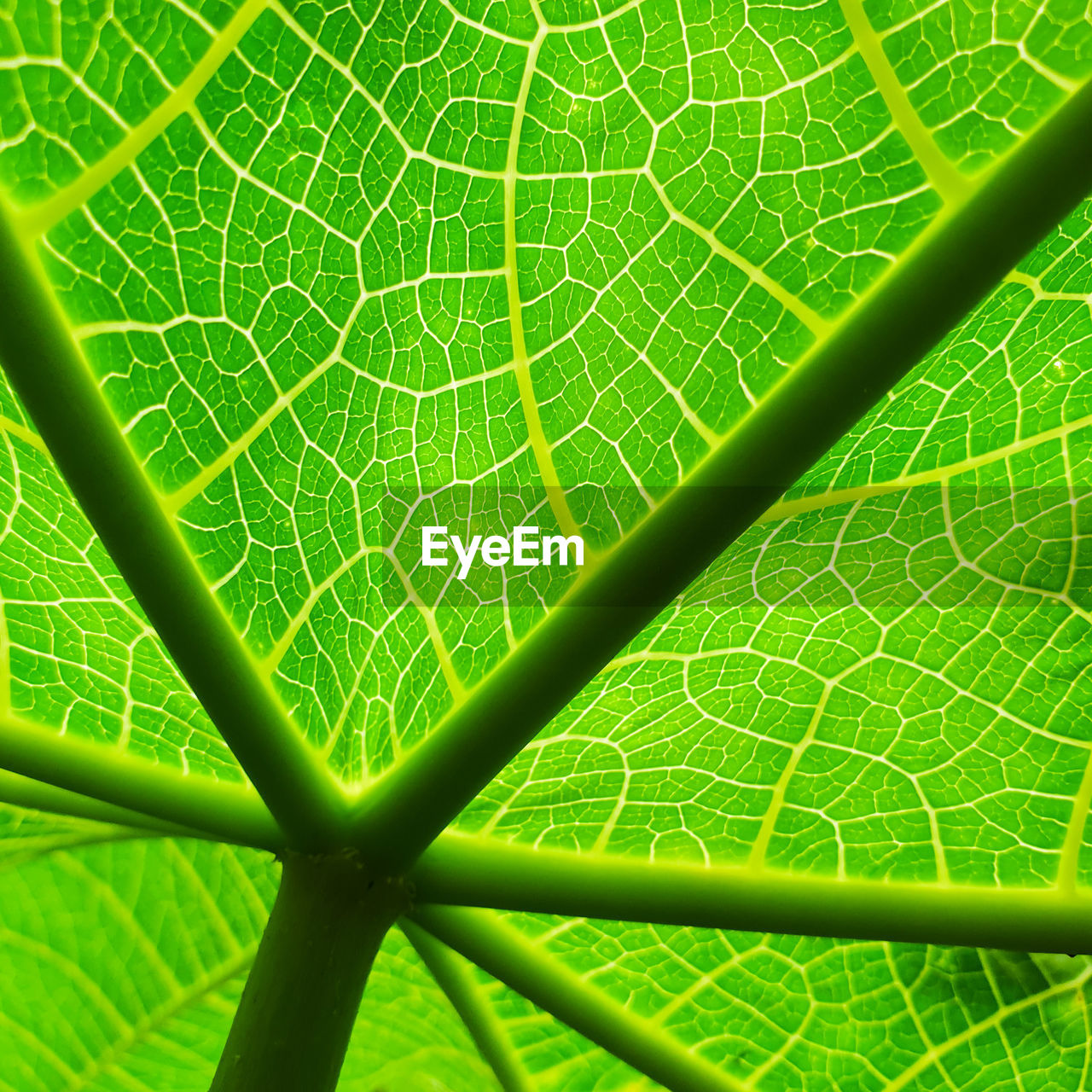 Full frame shot of green leaves