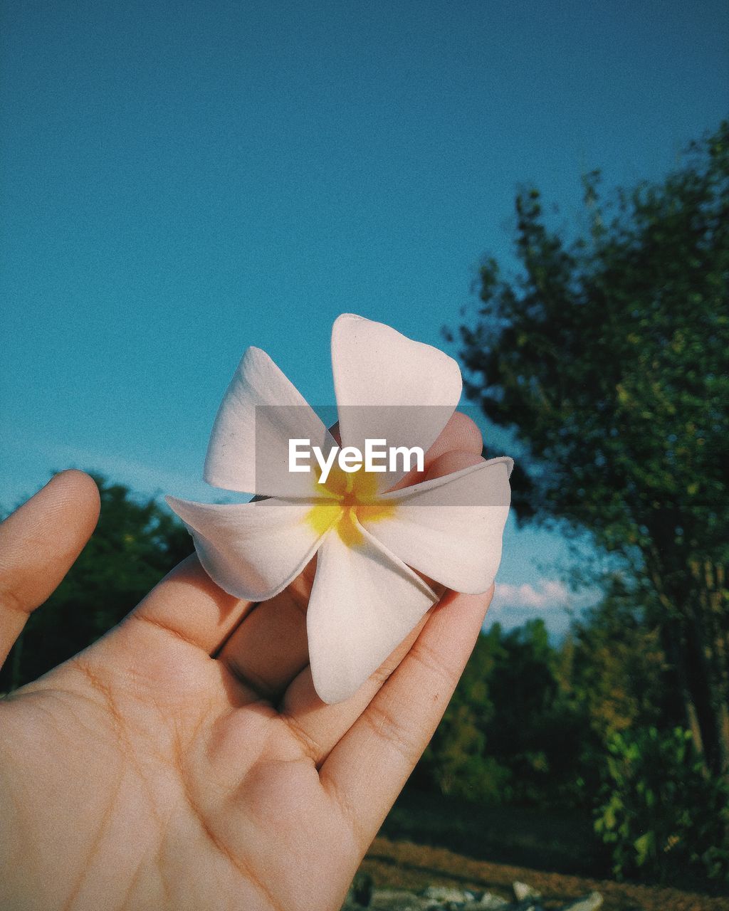 CLOSE-UP OF HAND HOLDING LEAF AGAINST WHITE WALL