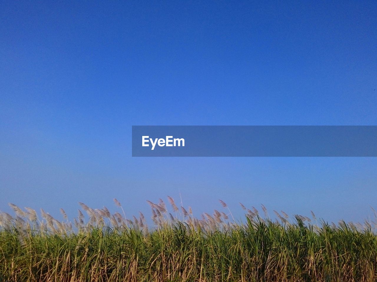 Crops growing on field against clear blue sky