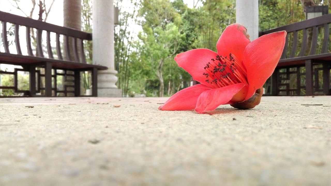 CLOSE-UP OF RED LEAVES