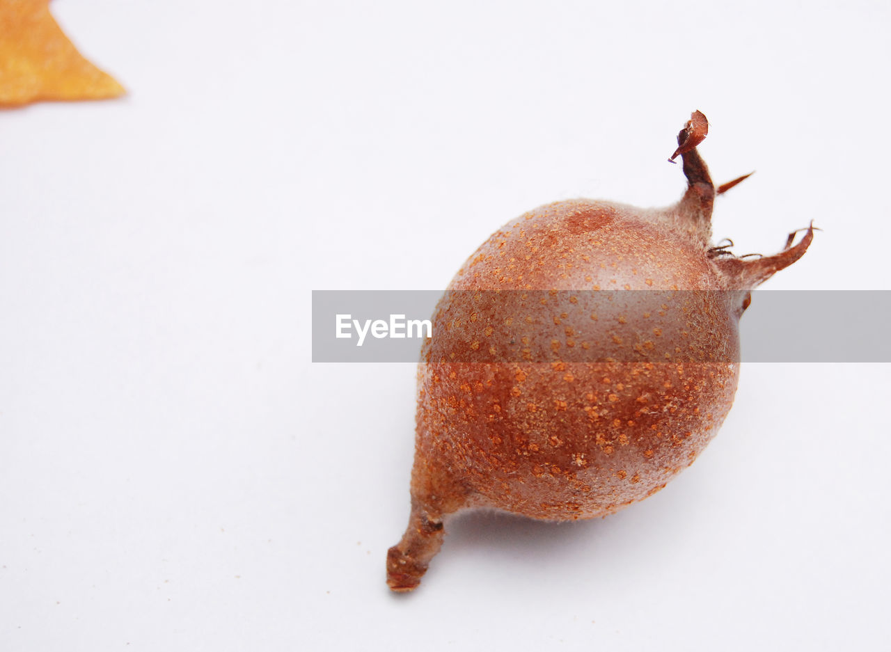 CLOSE-UP OF CRAB ON WHITE BACKGROUND