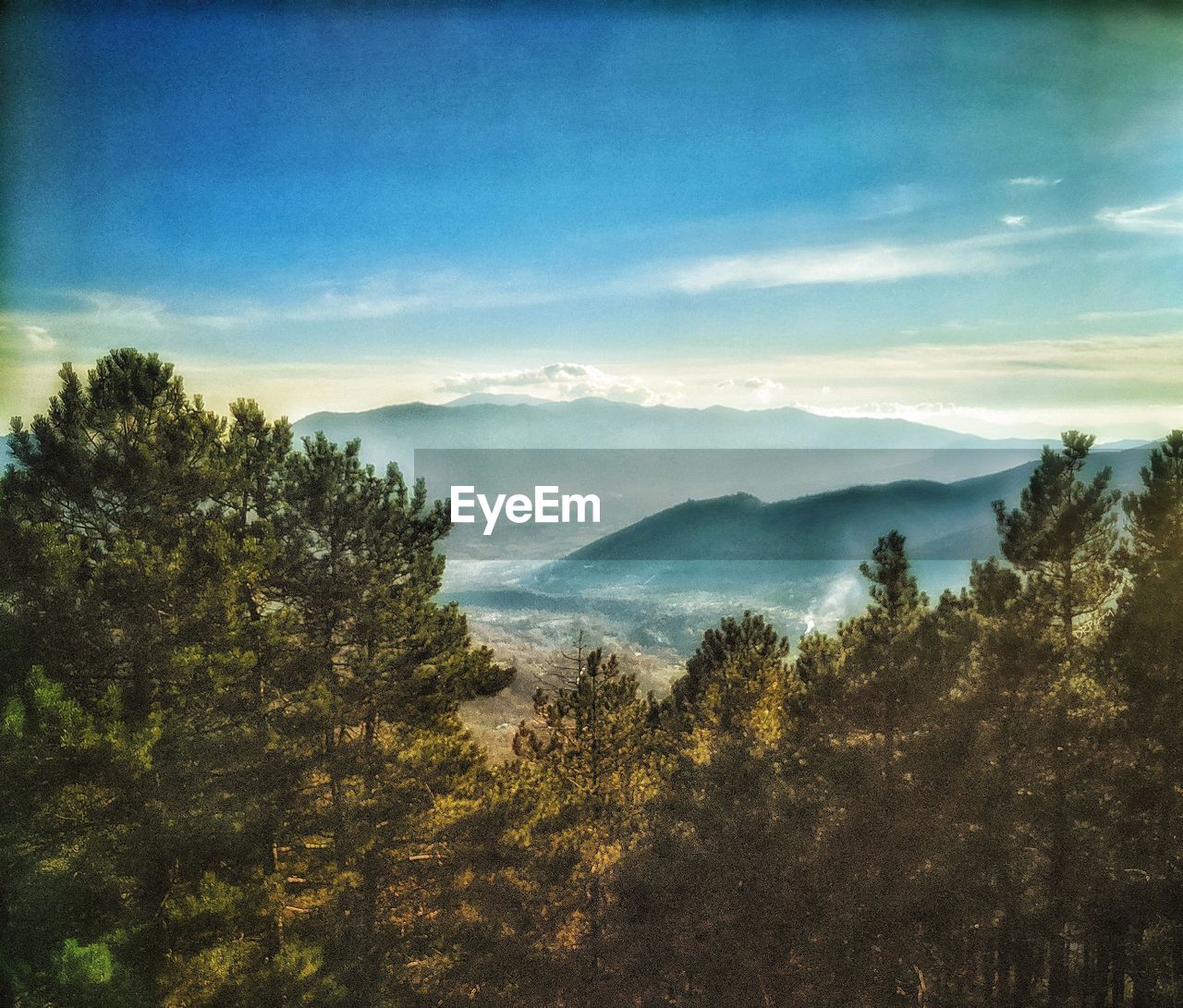 SCENIC VIEW OF FOREST AGAINST SKY