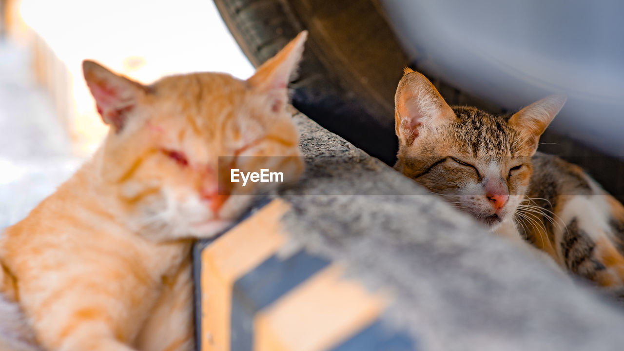 Close-up portrait of a cat resting