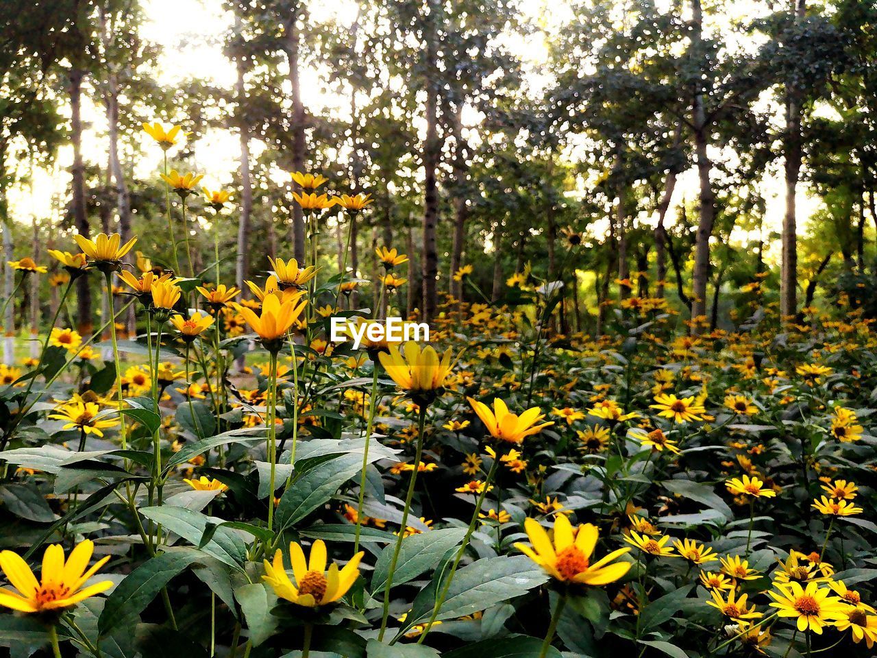 Close-up of yellow flowering plants on field