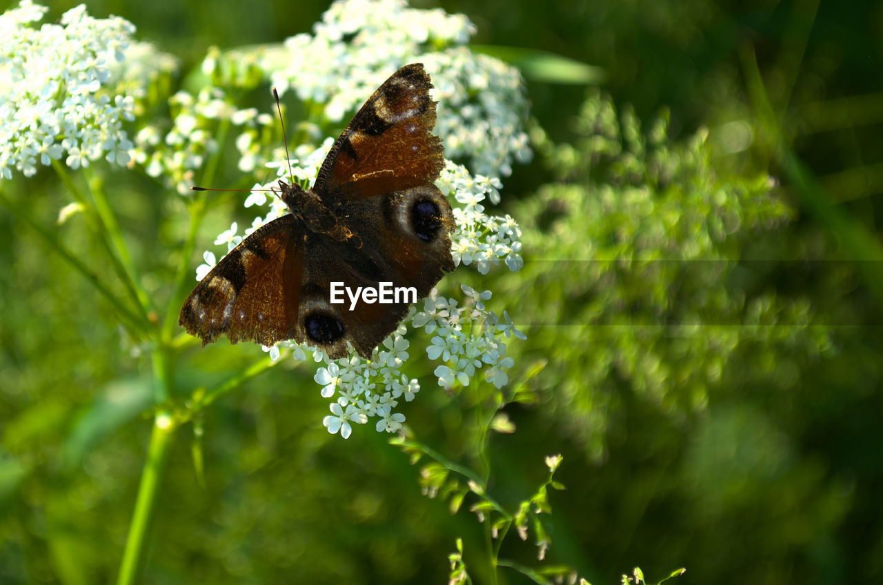 BUTTERFLY POLLINATING ON FLOWER