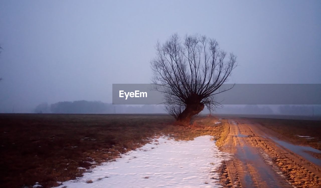 BARE TREE IN WINTER LANDSCAPE