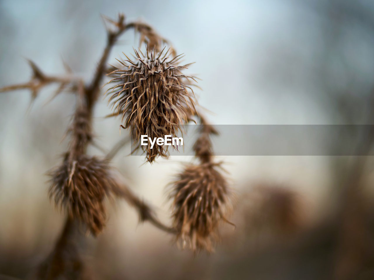 Close-up of thistle