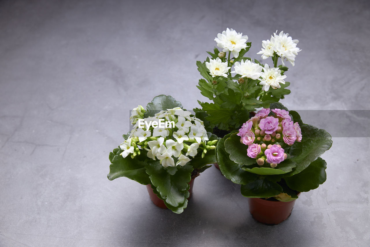 Small pots with bouquets of white and pink flowers. concept of love.