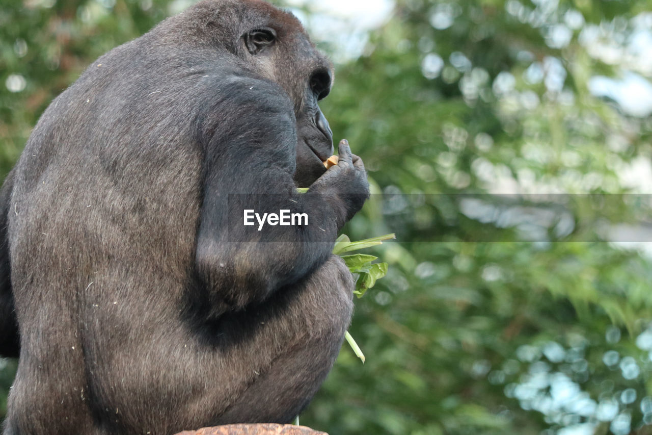 close-up of monkey looking away