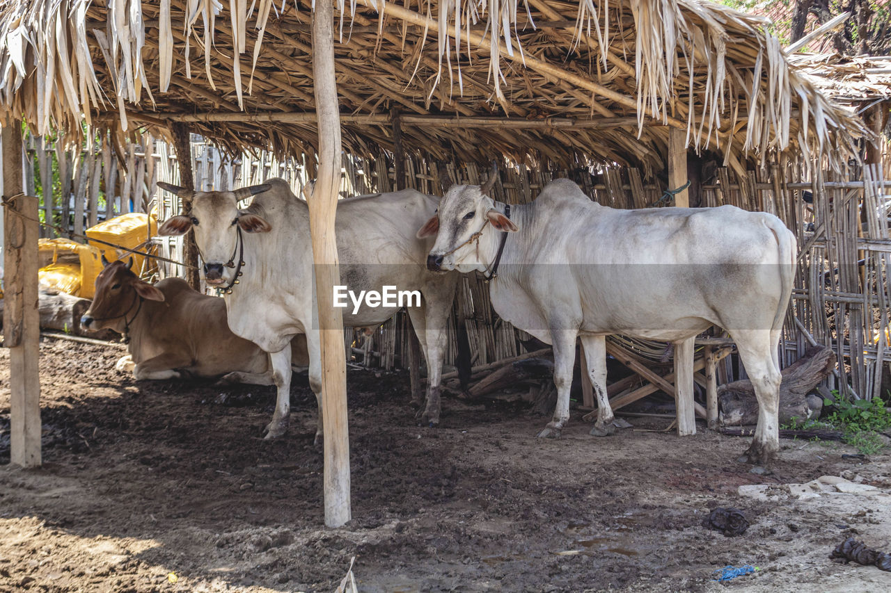 Cows standing in a field