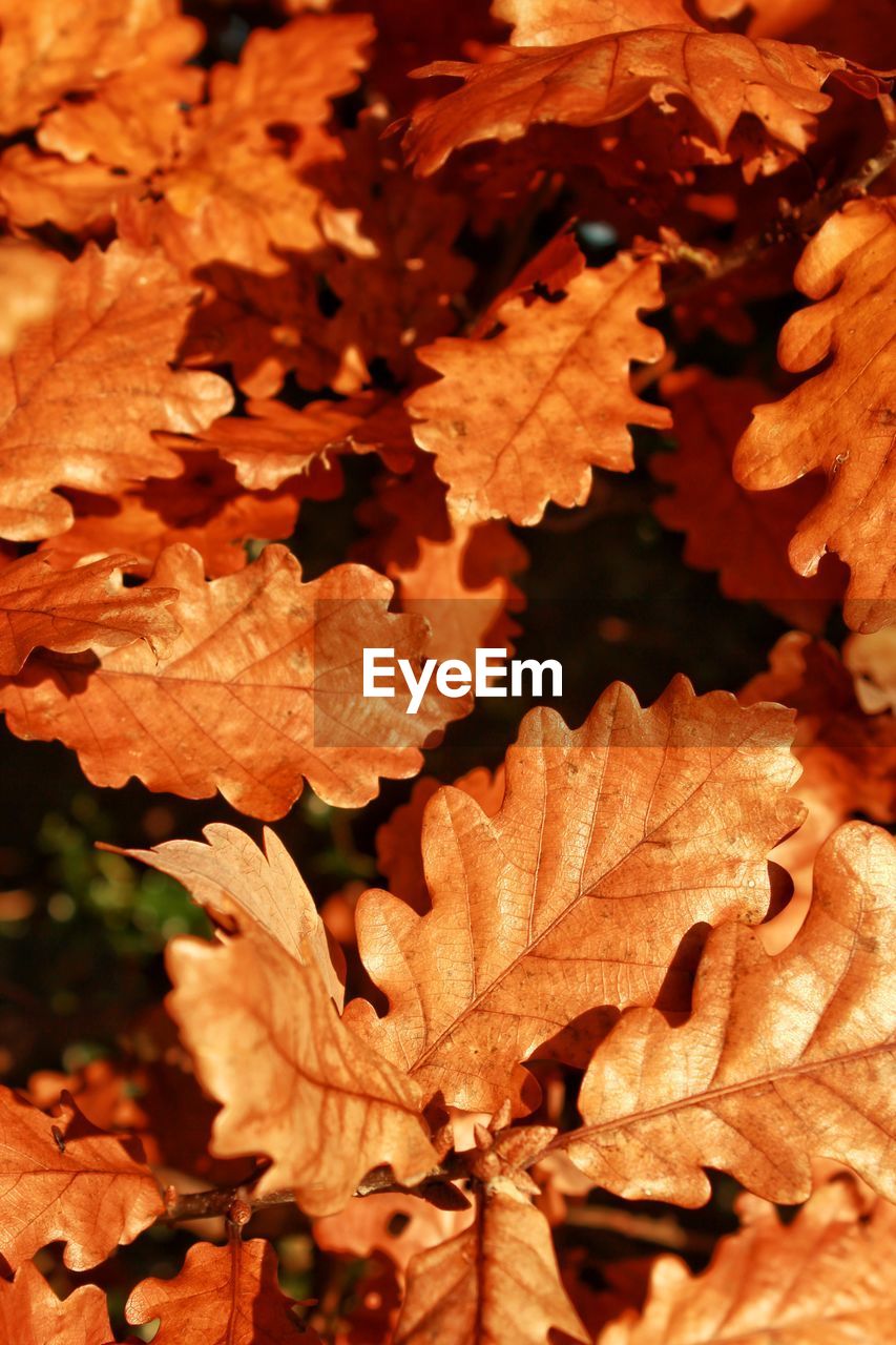 CLOSE-UP OF MAPLE LEAF