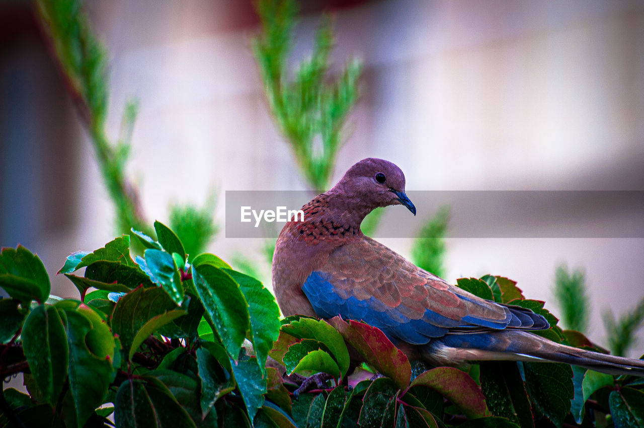 VIEW OF BIRD PERCHING ON A PLANT