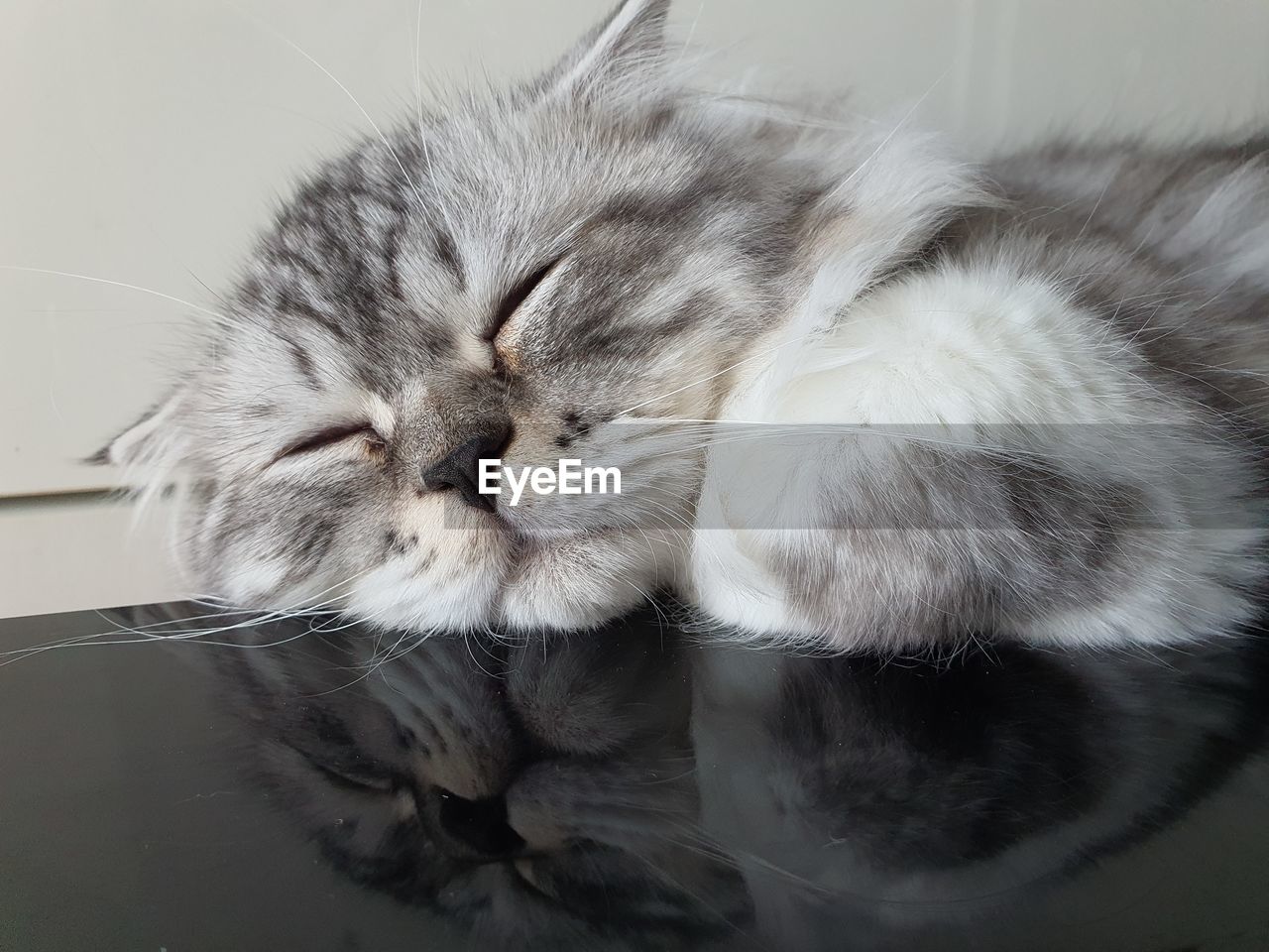 Close-up of cat