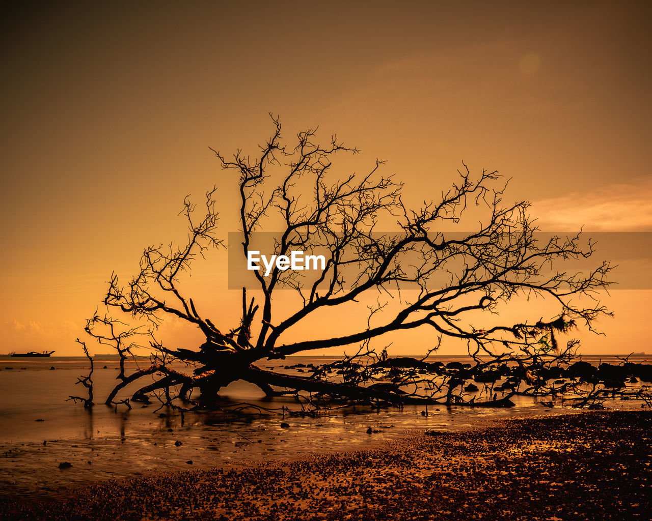 Silhouette bare tree by sea against sky during sunset