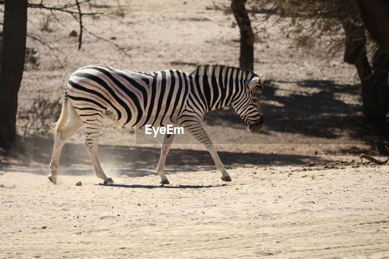 Side view of zebra on field