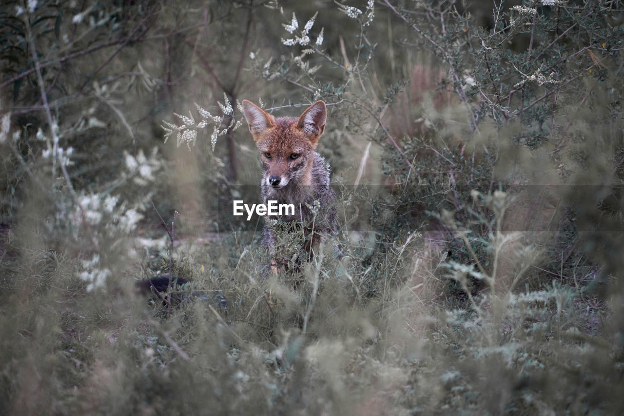 fox walking on field
