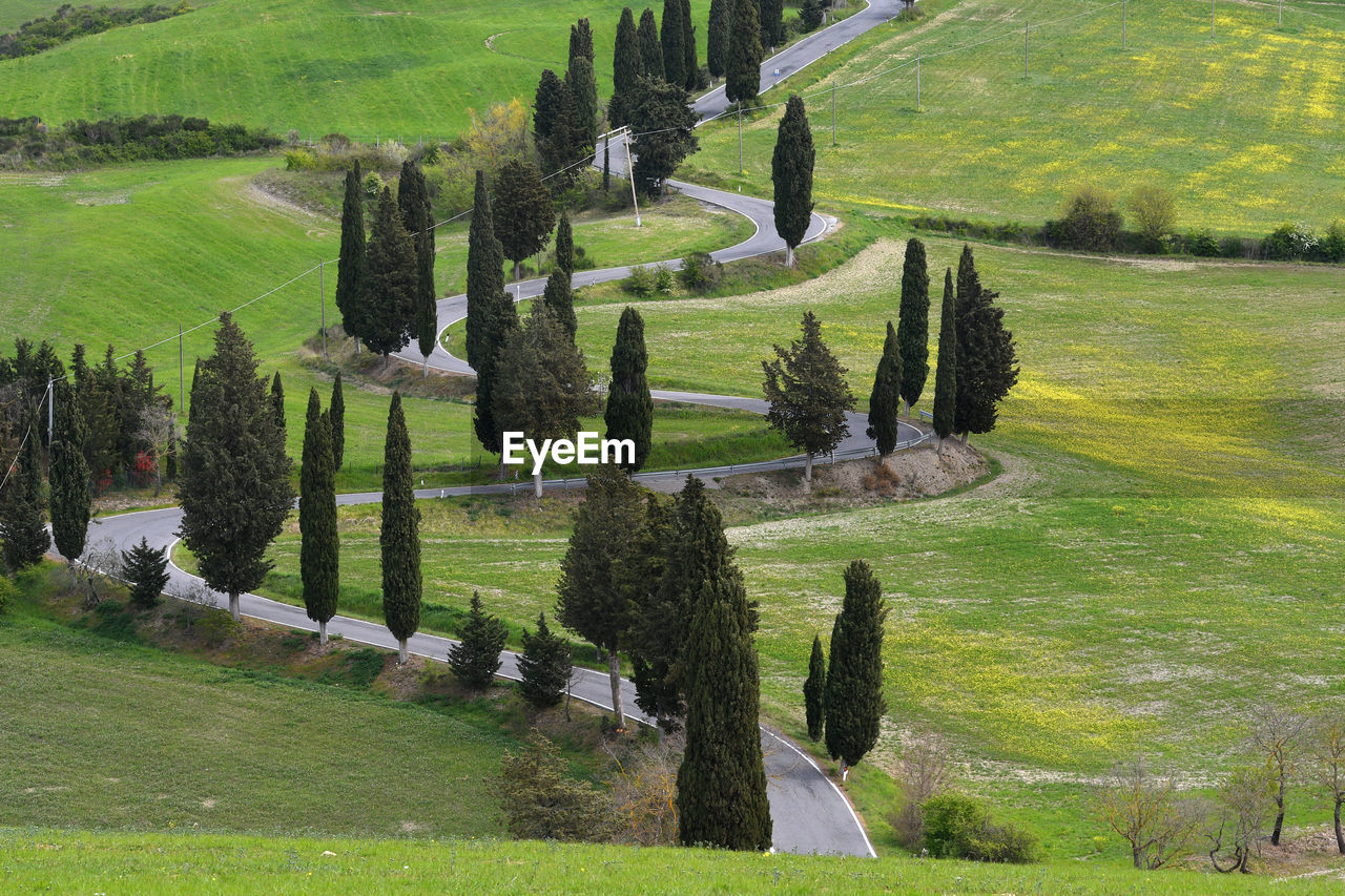 TREES ON LANDSCAPE