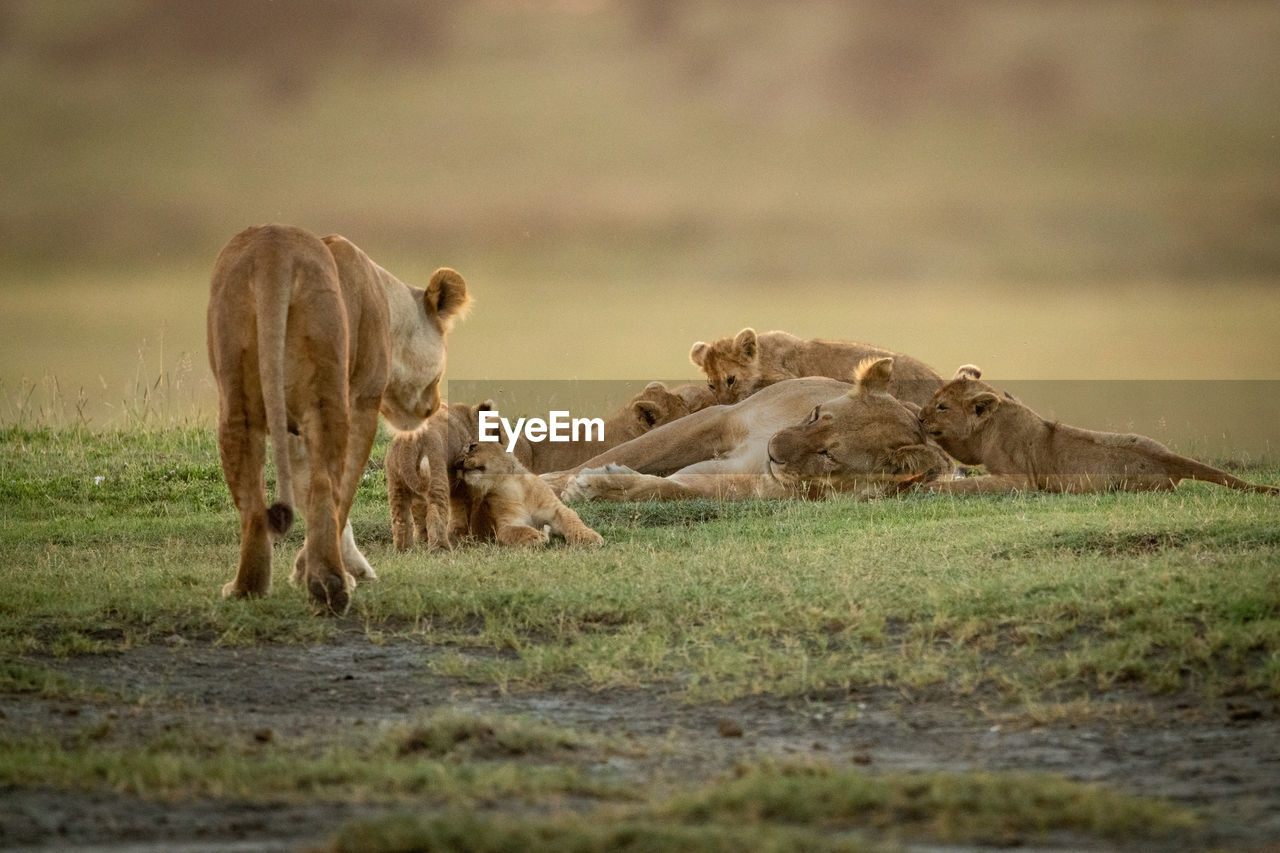 Lioness approaches another lying with five cubs