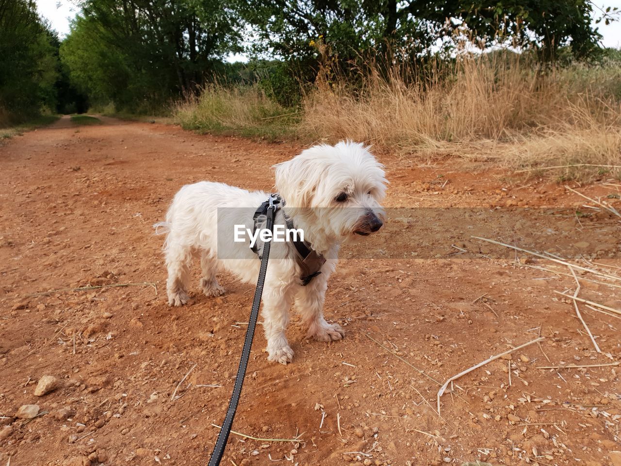 WHITE DOG STANDING ON FIELD BY TREE