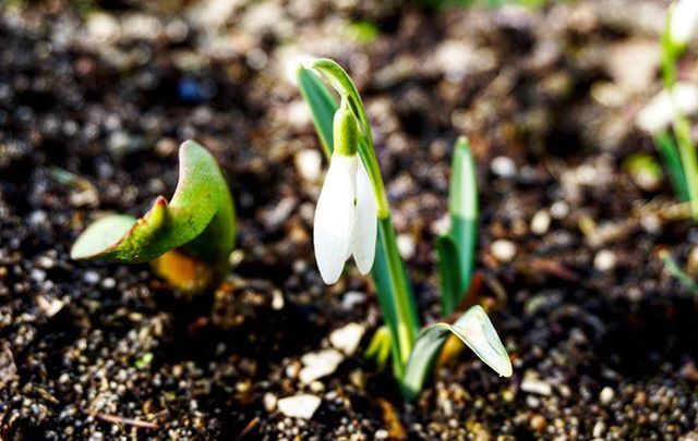 CLOSE-UP OF PLANT GROWING OUTDOORS