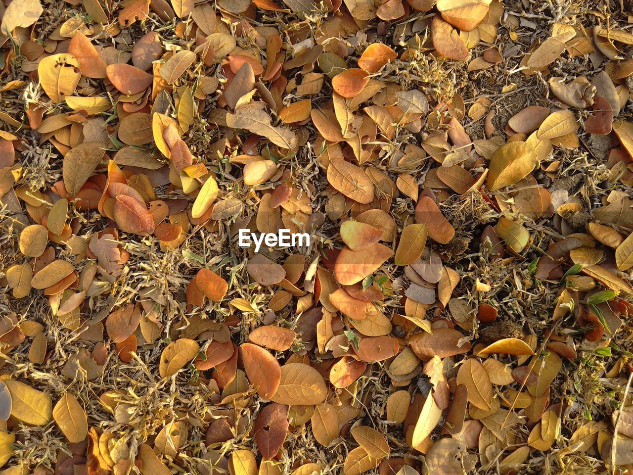 Directly above view of fallen dry leaves
