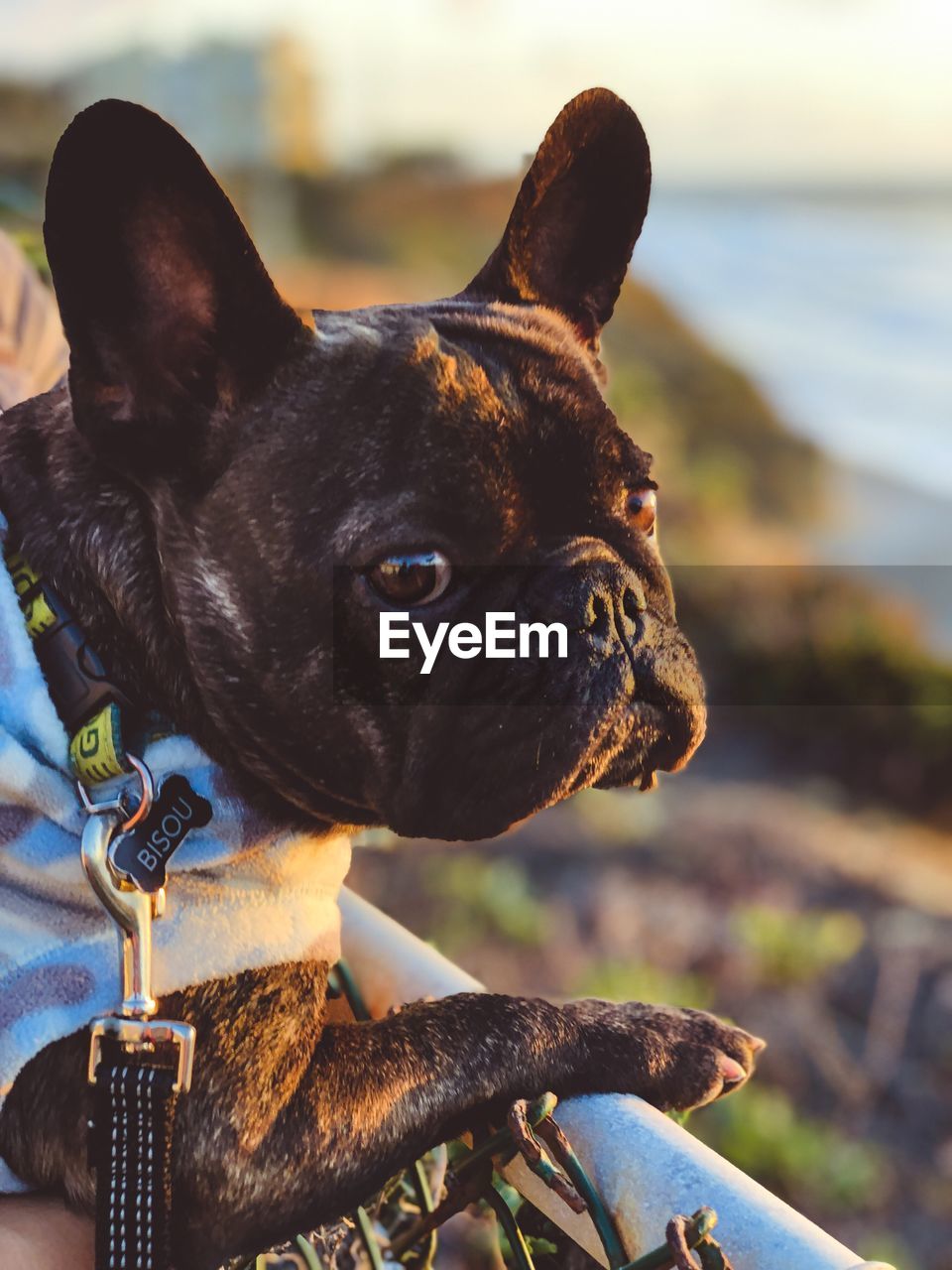 Close-up of a dog looking away