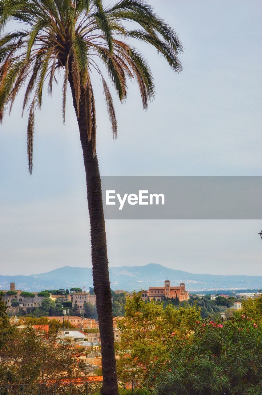 Palm tree overlooking city against sky