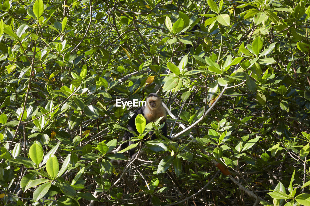 low angle view of bird on tree