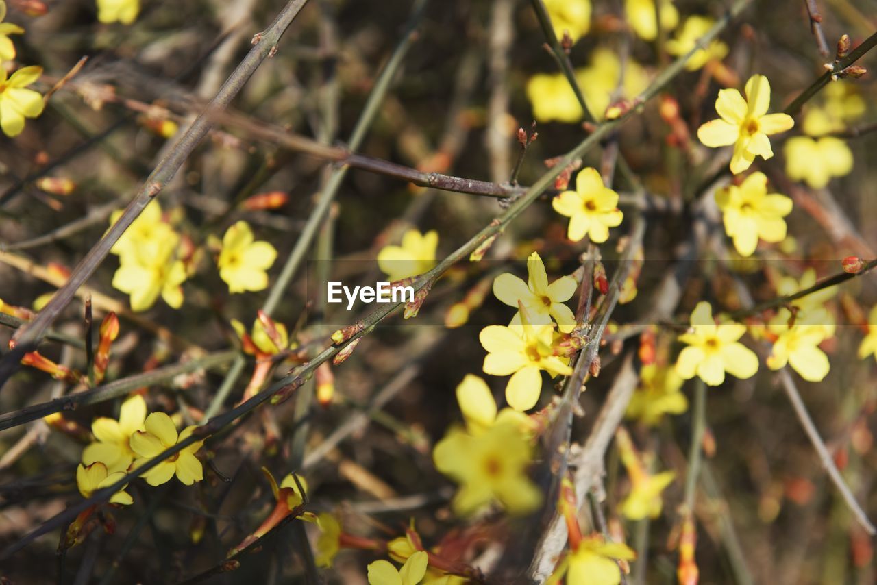 Close up of yellow flowers