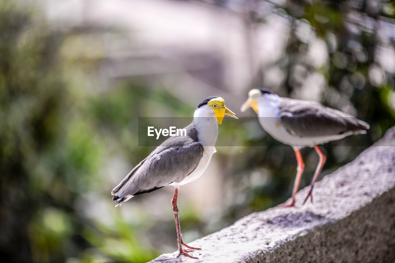 Close-up of birds perching