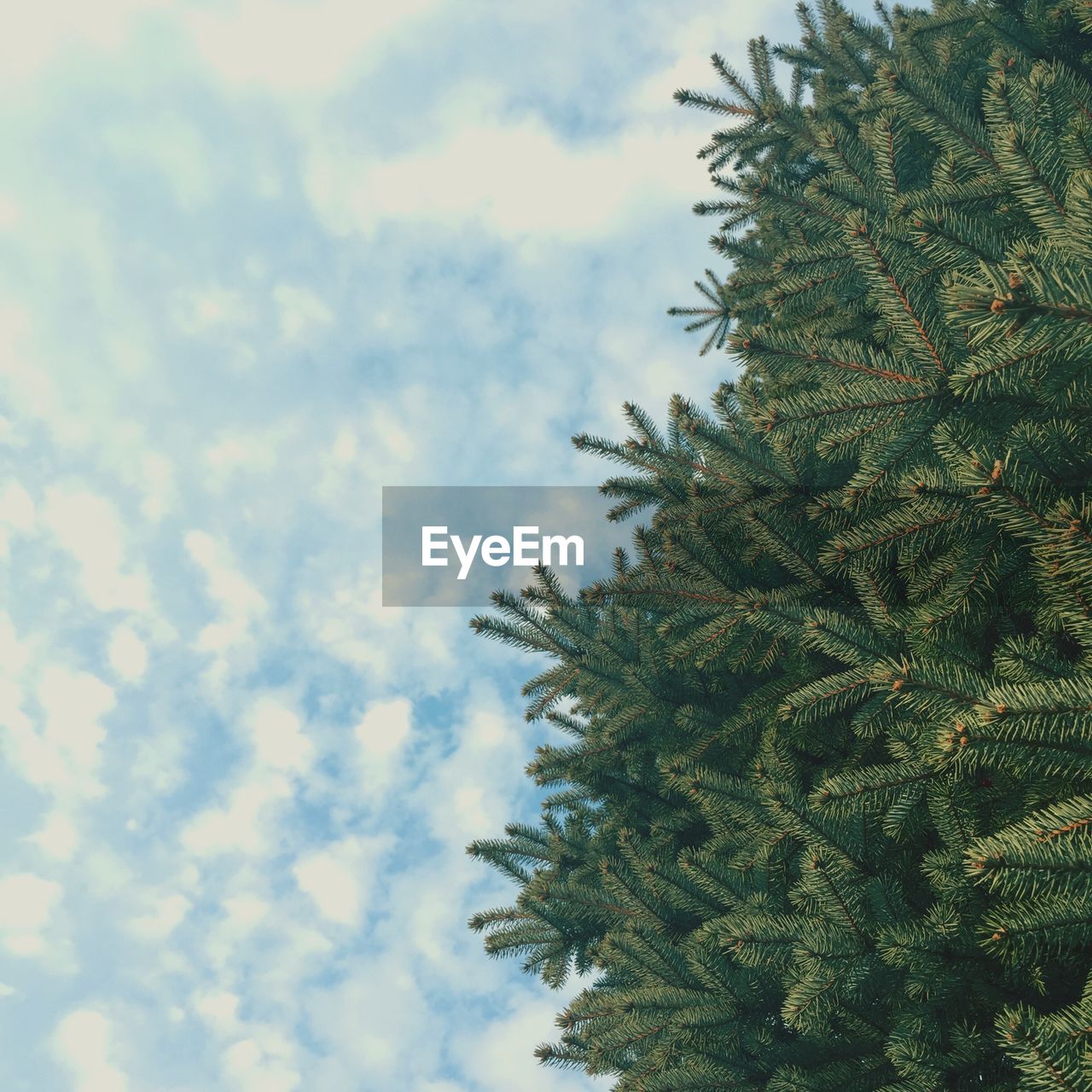 Low angle view of trees against cloudy sky