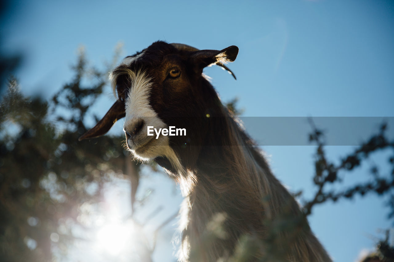 Low angle portrait of goat against sky