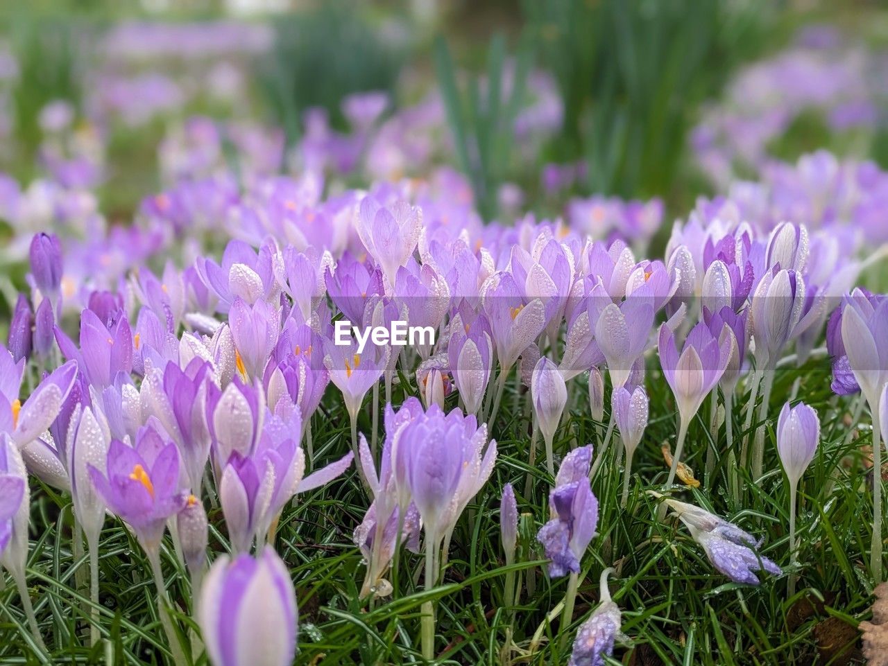 flower, flowering plant, plant, purple, freshness, beauty in nature, nature, crocus, growth, fragility, field, land, close-up, no people, springtime, petal, flowerbed, iris, blossom, selective focus, flower head, outdoors, inflorescence, grass, lavender, environment, day, meadow, focus on foreground, botany, landscape