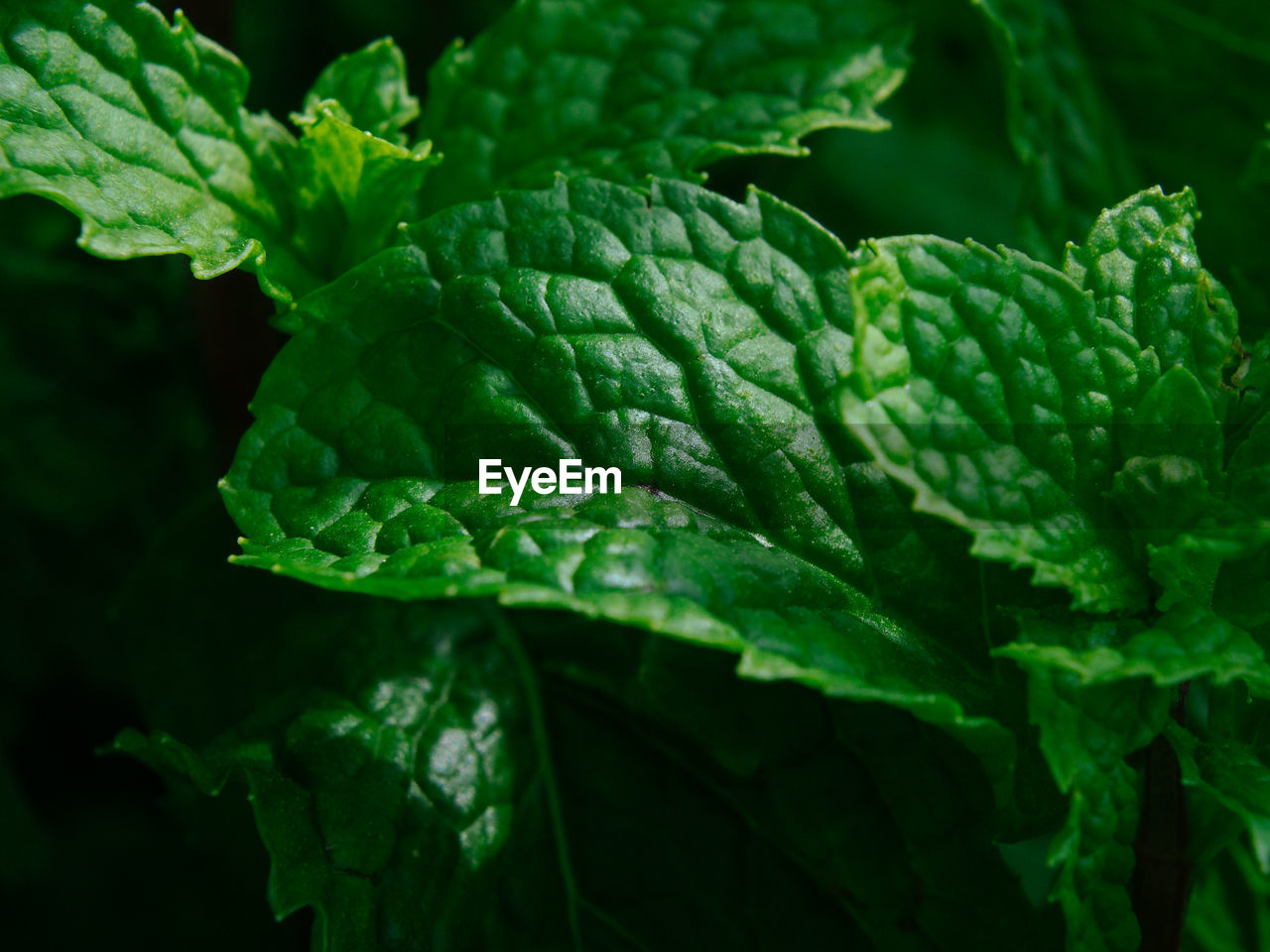 Close-up of green leaves