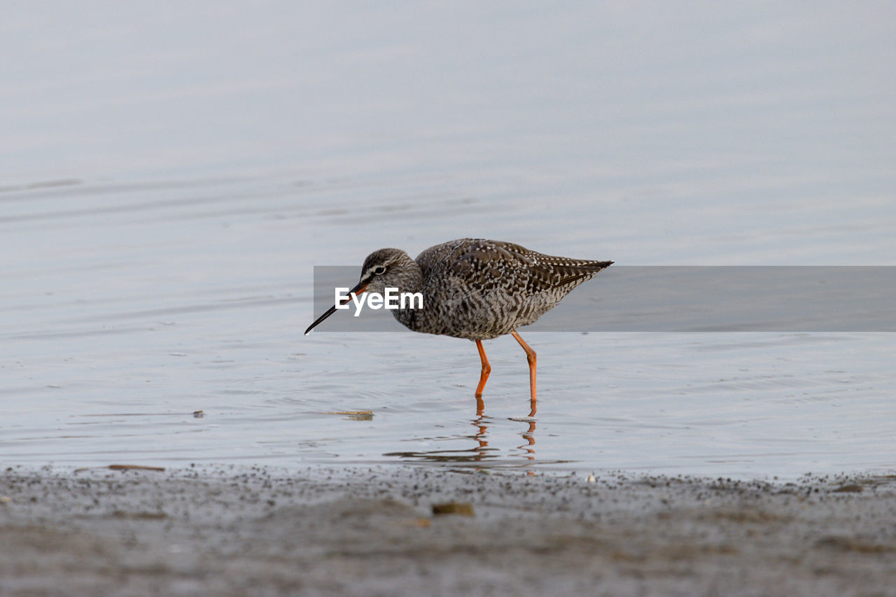 animal themes, animal, animal wildlife, sandpiper, bird, wildlife, redshank, one animal, water, calidrid, nature, no people, sand, beach, sea, red-backed sandpiper, day, land, selective focus, snipe, side view, outdoors, beak, close-up, stilt, full length