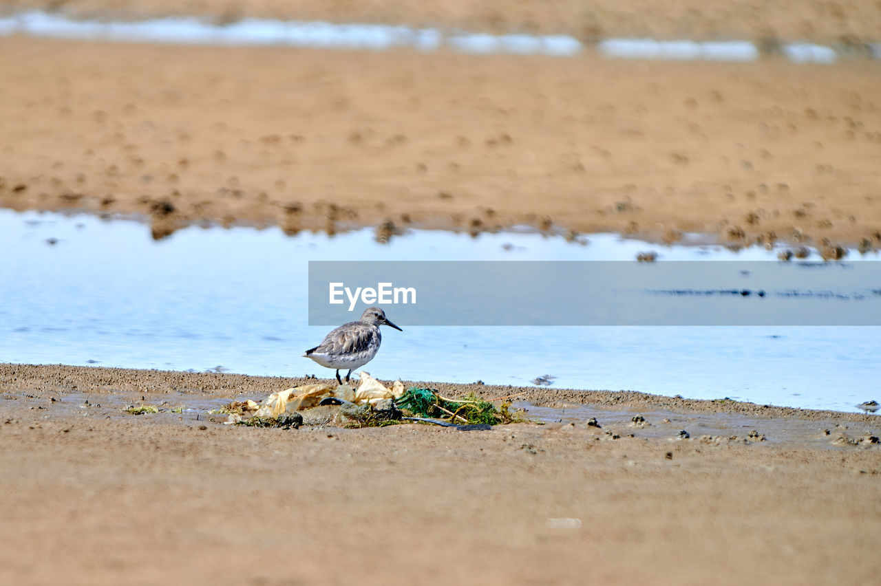 Sandpiper bird perching on a beach