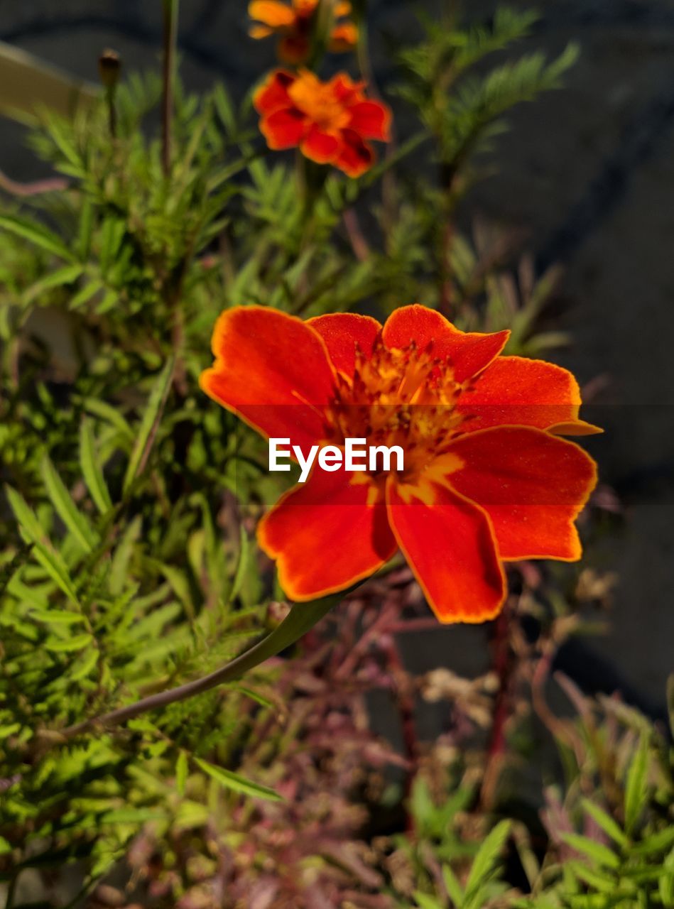 Flower Head Flower Botanical Garden Poppy Nature Reserve Red Flowerbed Hibiscus Petal Blossom